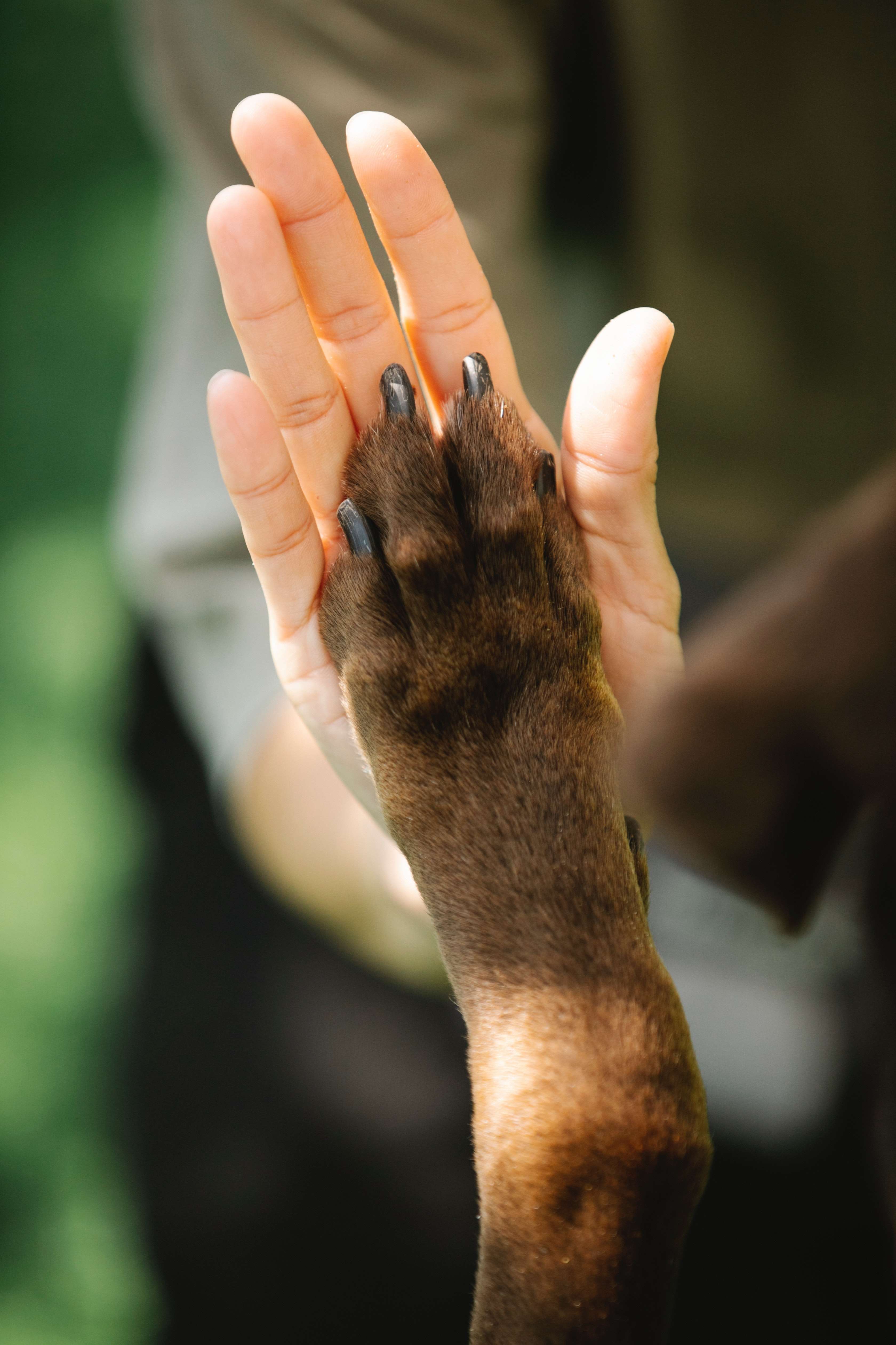 Paw