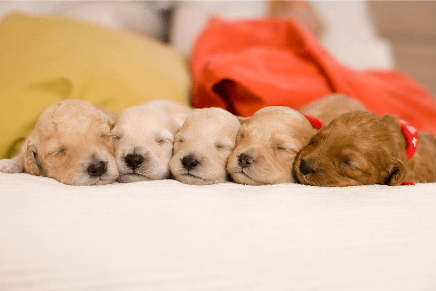 Cuccioli